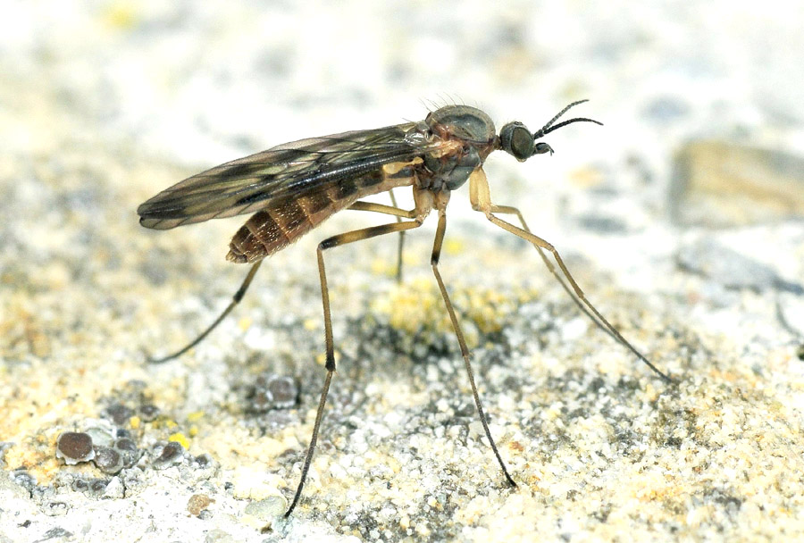 Empididae ?